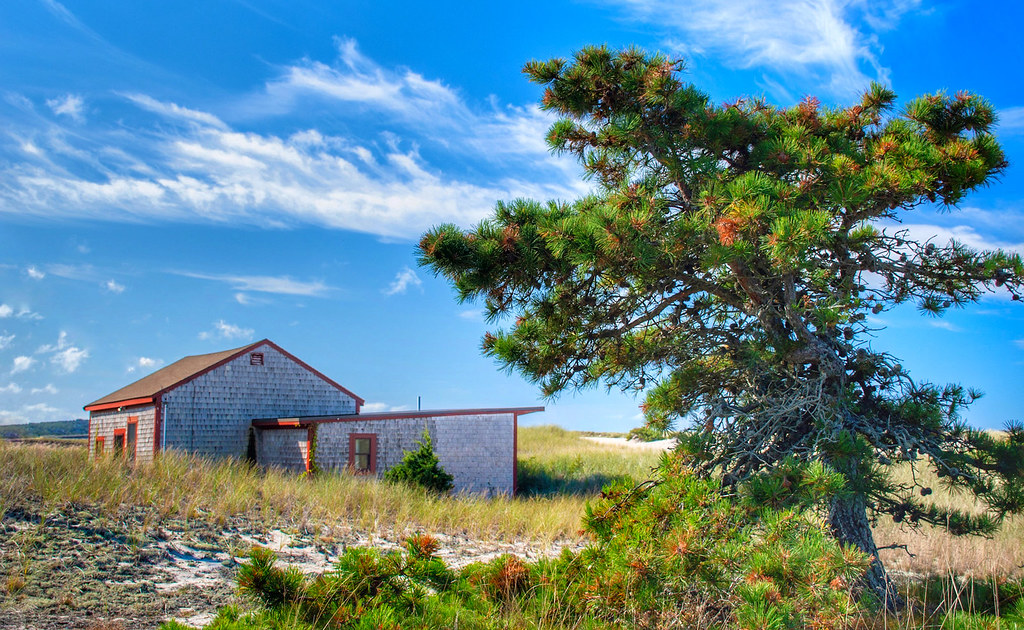 A shingled cottage and pine tree behind the dunes at Corn Hill Beach