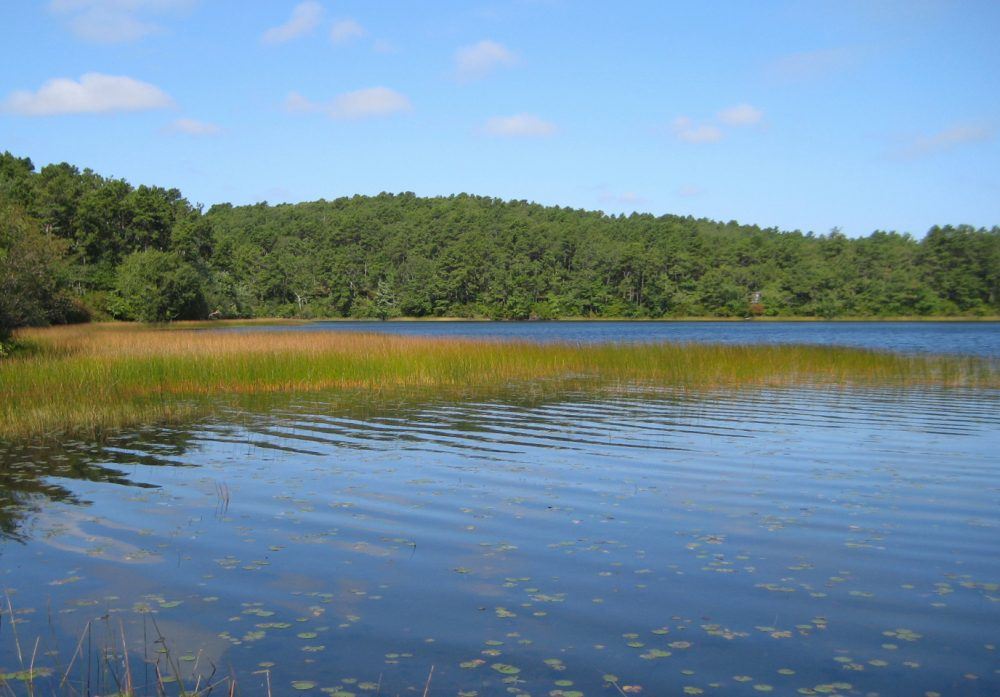 Pond and wooded shoreline pictured in the Town of Truro pond guide