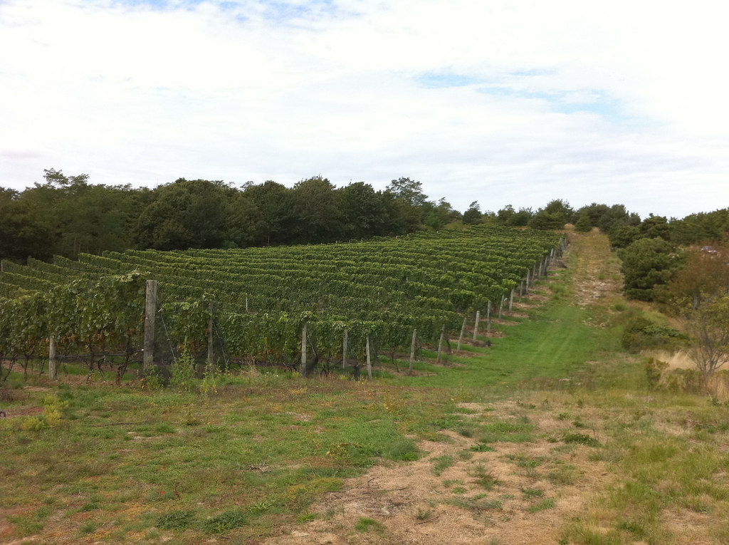 Rows of grapevines at Truro Vineyards, photographed in September 2010